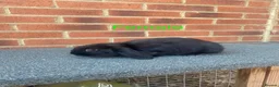 French Lop rabbits for sale: French lop  - Advert 5