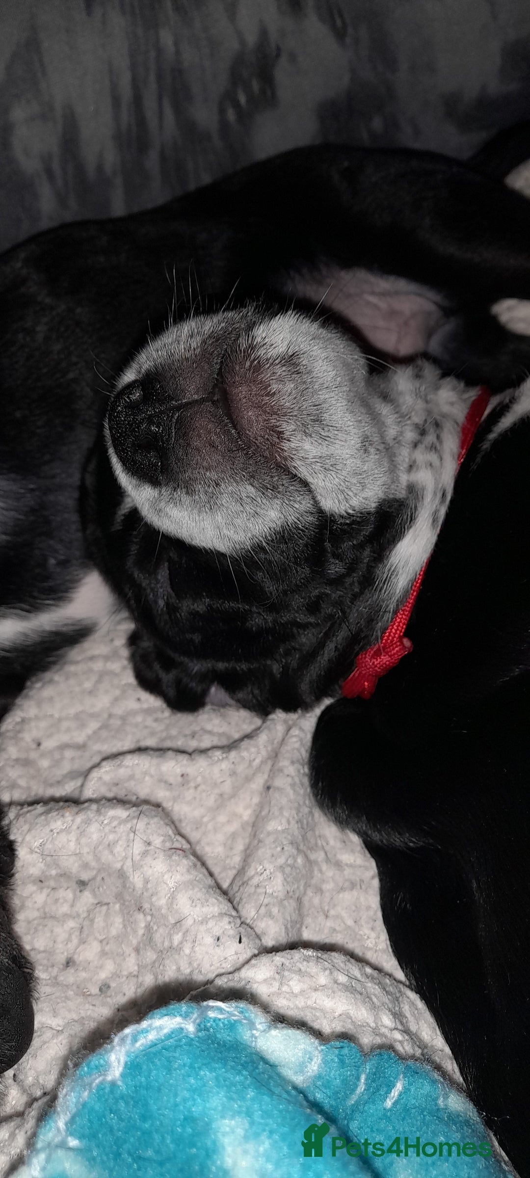 Mixed Breed dogs for sale: Staffy x Cocker Spaniel  - Advert 4