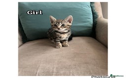 Mixed Breed cats for sale: 6 kittens  - Image 3