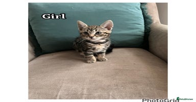 Mixed Breed cats - Advert 5