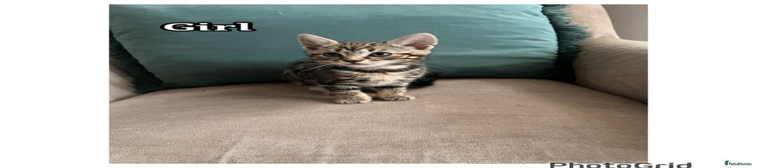 Mixed Breed Kitten 5