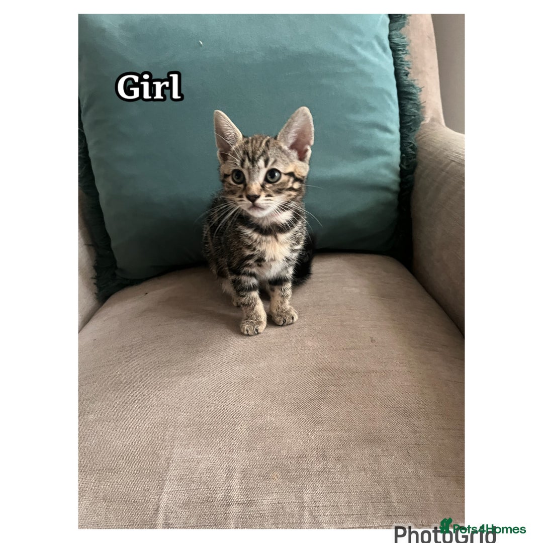 Mixed Breed cats for sale: 6 kittens  - Image 3