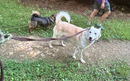 Mixed Breed dogs for adoption: Song - Norwich Norfolk  - Image 26