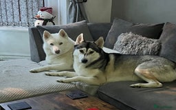 Siberian Husky dogs for sale: 2 male Siberian husky’s free to a good home  - Image 2