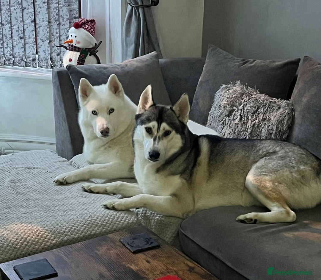 Siberian Husky dogs for sale: 2 male Siberian husky’s free to a good home  - Image 2