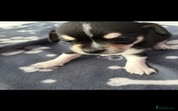 Chihuahua dogs for sale: Chihuahua Puppy 3 - 2 boy, 1 girl  chihuahua  - Image 28