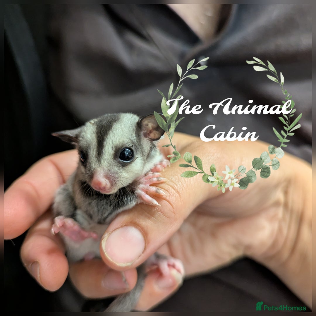 Sugar Glider rodents for sale: Sugar glider joeys SOLD. More OOP soon - Advert 1