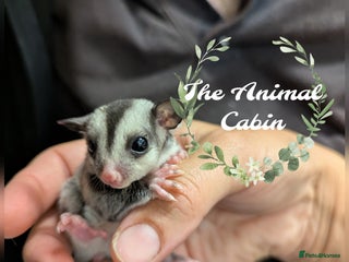 Sugar Glider rodents - Advert 1