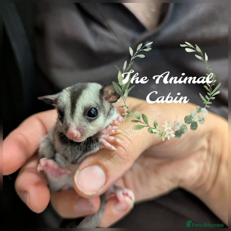 Sugar Glider rodents - Advert 1