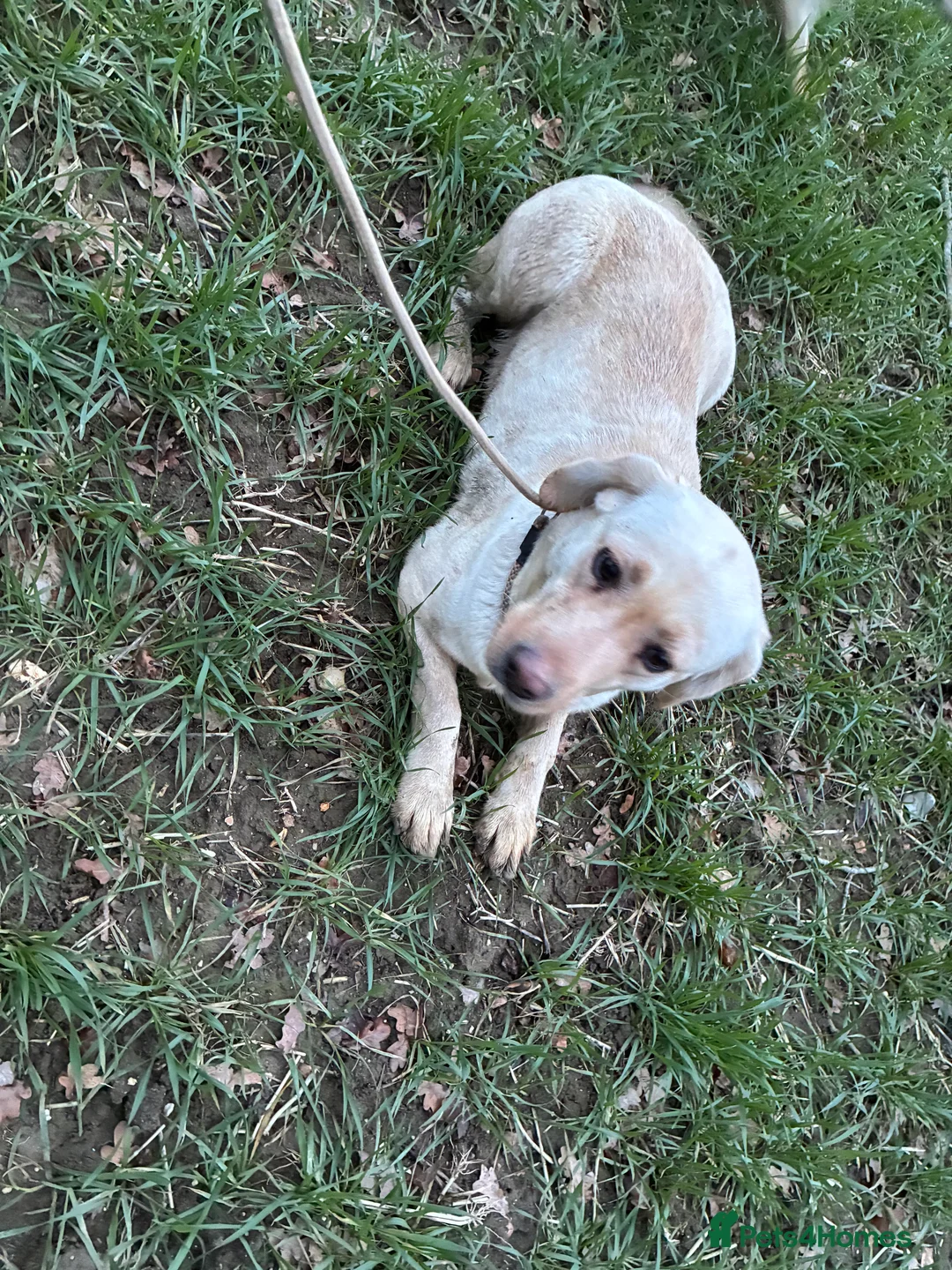 Labrador Retriever dogs for sale: Yellow Labrador retriever bitch  - Advert 2