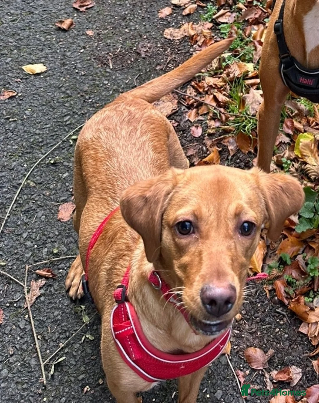 Labrador Retriever dogs for sale: Fox red labrador - Advert 1