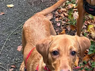 Labrador Retriever dogs Fox red labrador - Advert 6