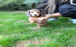 Miniature Dachshund dogs for sale: Mini long hair dapple dachshunds - Image 21