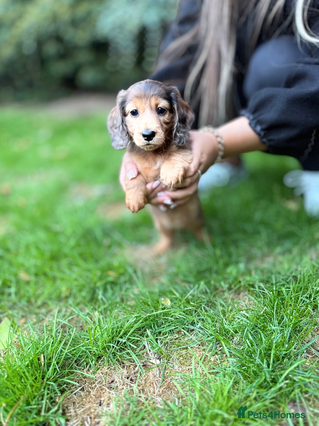 Miniature Dachshund dogs for sale: Mini long hair dapple dachshunds - Image 21
