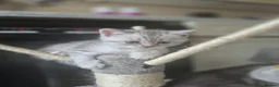 Scottish Fold cats for sale: Scottish Fold/ Straight kittens  - Advert 25