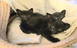 Mixed Breed cats for sale: Incredible black smoke tabby mixed breed kittens - Image 1