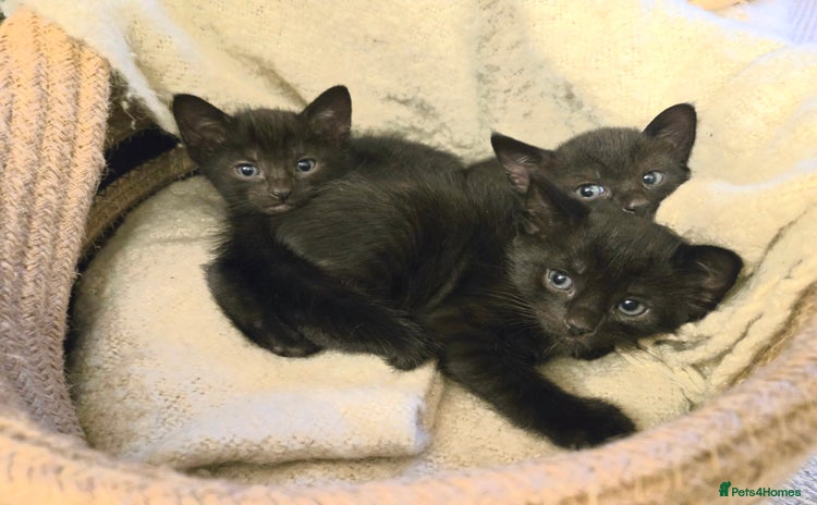 Mixed Breed cats - Advert 6
