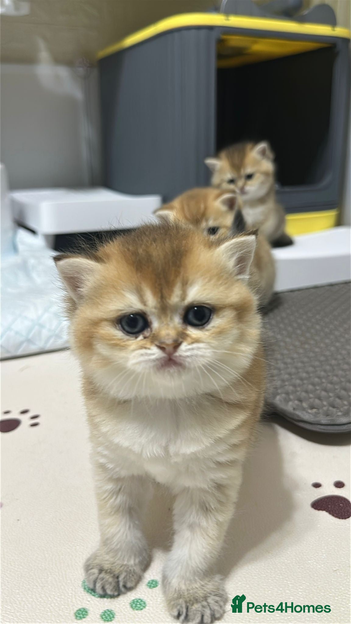 Scottish Fold cats     Little Golden Teddy Bear  Incredibly Sweet Boy - Advert 1