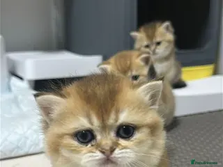 Scottish Fold cats Little Golden Teddy Bear Incredibly Sweet Boy - Advert 1