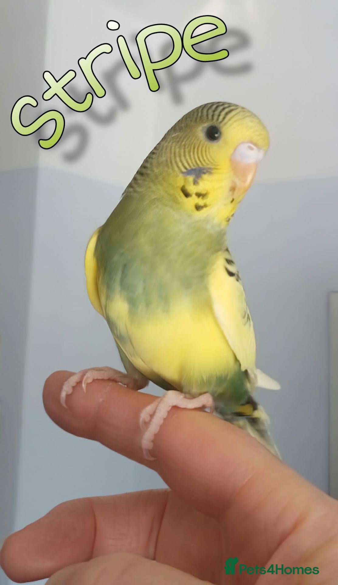 Budgerigars birds Outstanding pet baby budgies priced from £40 - Advert 2