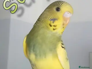 Budgerigars birds Outstanding pet baby budgies priced from £40 - Advert 2