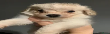 Puppy 2 
