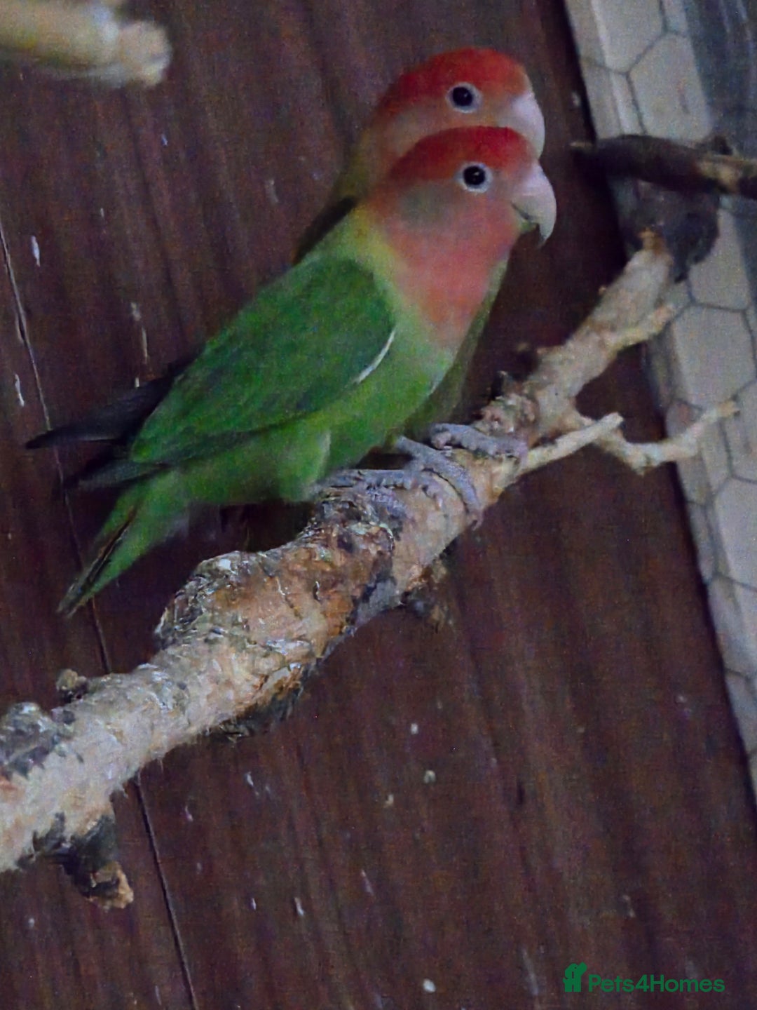 Lovebirds birds for sale: These are Peach-faced (Rosy-faced) Lovebirds - Advert 4