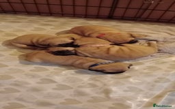 Pug dogs for stud: Casper - Image 10