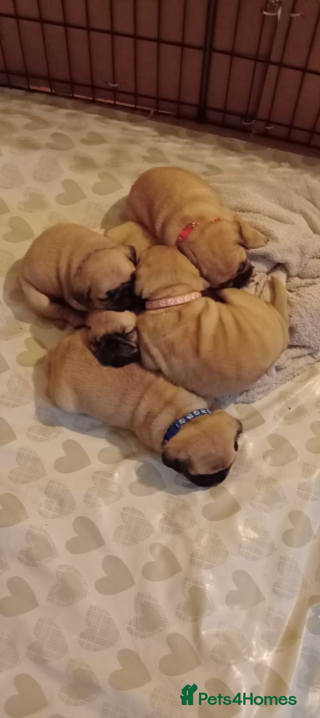 Pug dogs for stud: Casper - Image 10