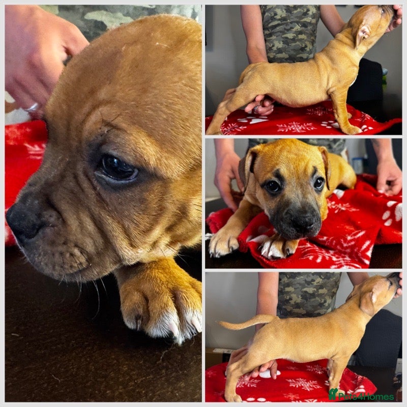 Staffordshire Bull Terrier dogs 🔥READY! KCREG STAFFY PUPPS–OUTSTANDING QUALITY 🔥 - Advert 1