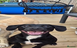 Mixed Breed dogs for sale: Staffy x springer girl  - Advert 3