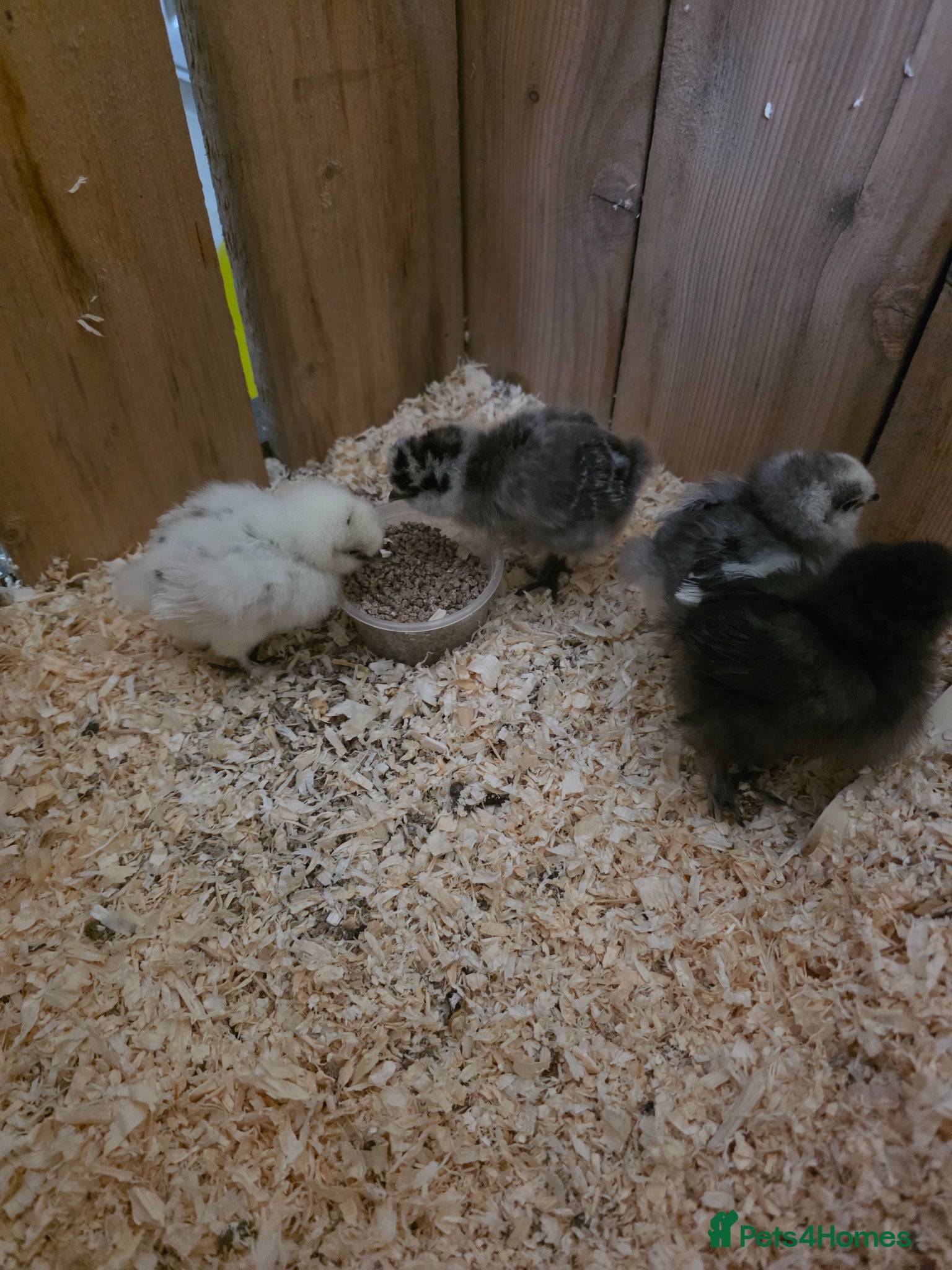 Chickens poultry Baby silkies - Advert 6