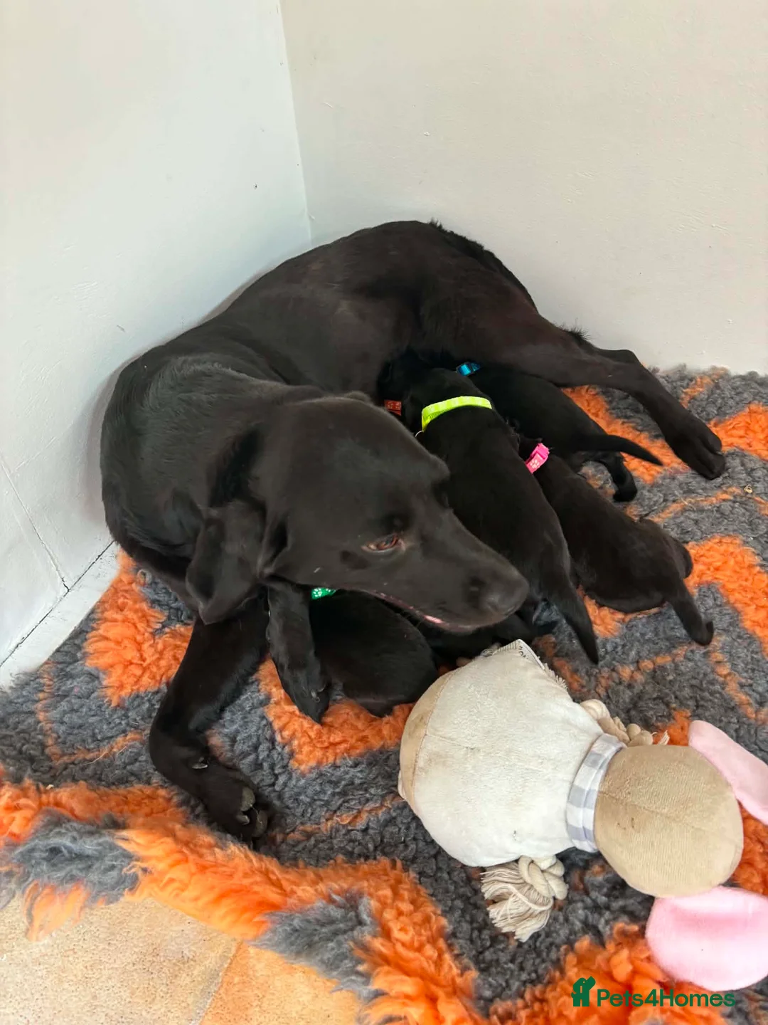 Labrador Retriever dogs for sale: Labradors - Puppies Ready for Their Forever Homes! - Advert 2