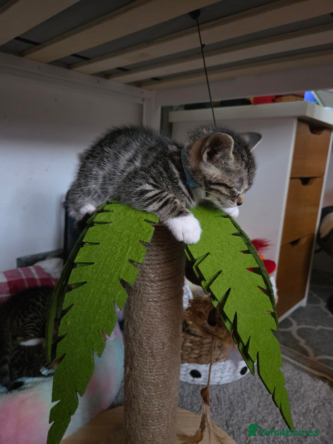 Bengal cats for sale: Bengal X kittens - Image 18