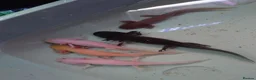 Other/Mixed Breed fish for sale: Full Aquatic Stocklist Manchester Pet's & Aquatics - Advert 27