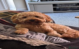 Cockapoo dogs for stud: F1 Cockapoo Milo for stud - Image 8