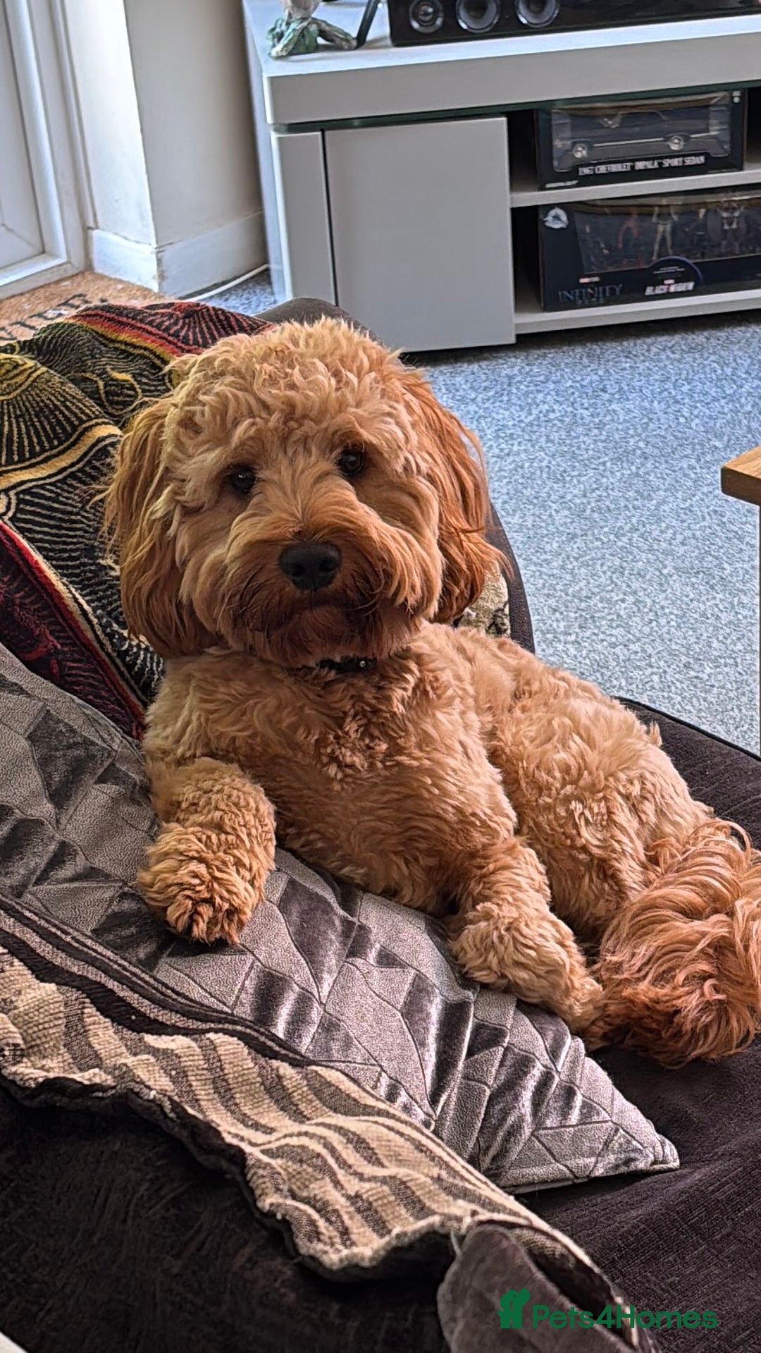 Cockapoo dogs for stud: F1 Cockapoo Milo for stud - Image 8