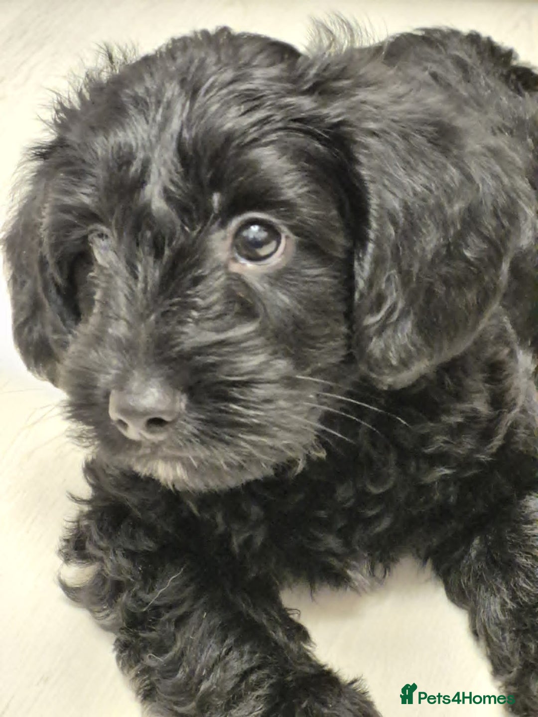 Mixed Breed dogs for sale: ‼️REDUCED 2 BEAUTIFUL YORKIPOO BOY READY NOW‼️  - Advert 23