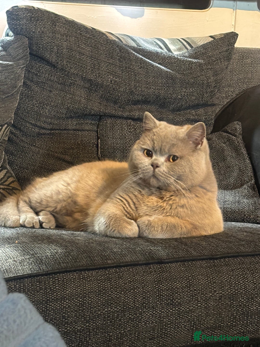 British Shorthair cats for stud: British shorthair proven stud - Advert 4