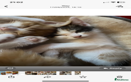 Domestic Shorthair cats for sale: Dog friendly!  - Image 3