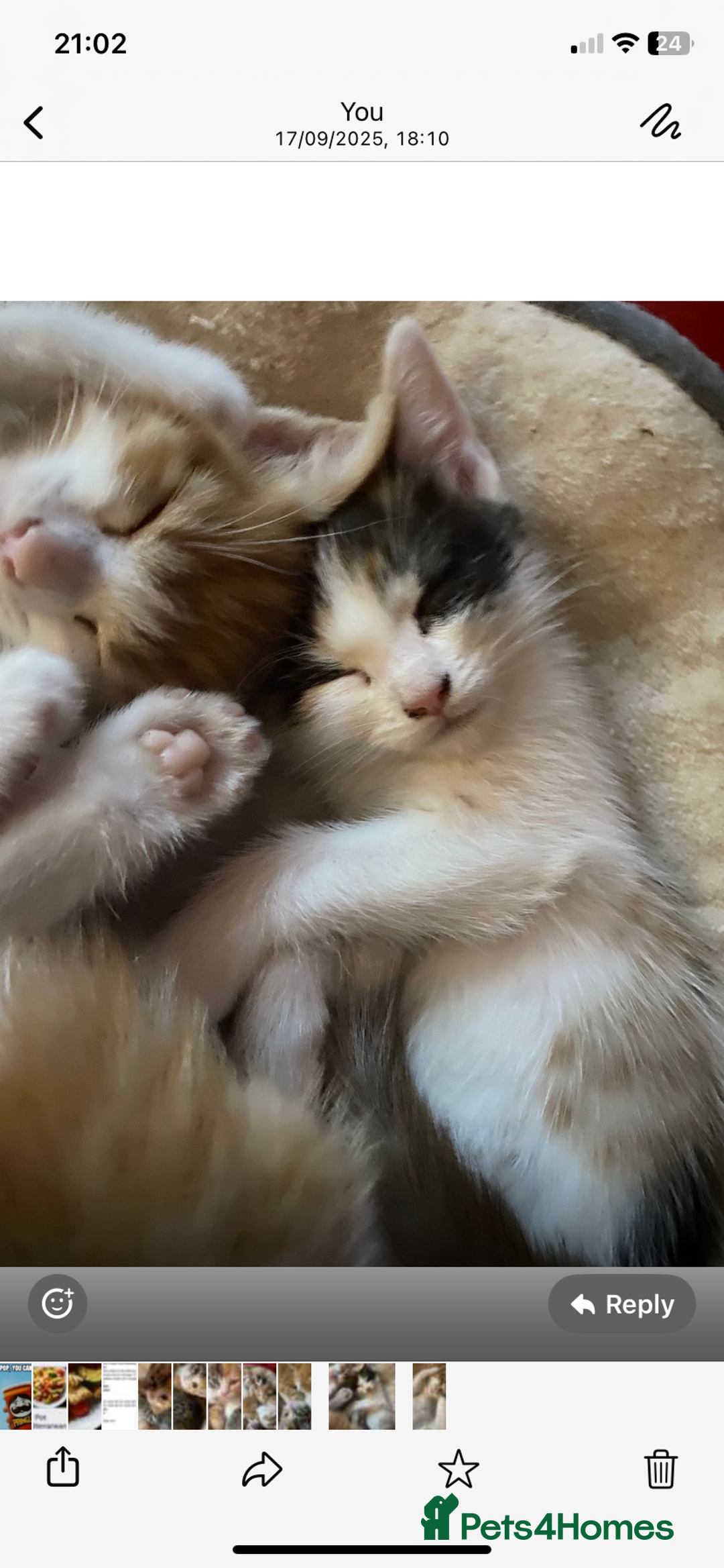 Domestic Shorthair cats for sale: Dog friendly!  - Image 3