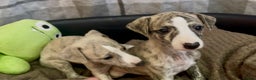 Whippet dogs for sale: AVAILABLE Kc reg healthy, sweet, gentle whippets - Advert 28