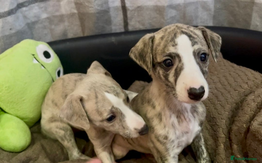 Whippet dogs for sale: AVAILABLE Kc reg healthy, sweet, gentle whippets - Advert 28