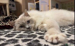 Ragdoll cats for sale: Gorgeous lilac Ragdoll male  - Image 3