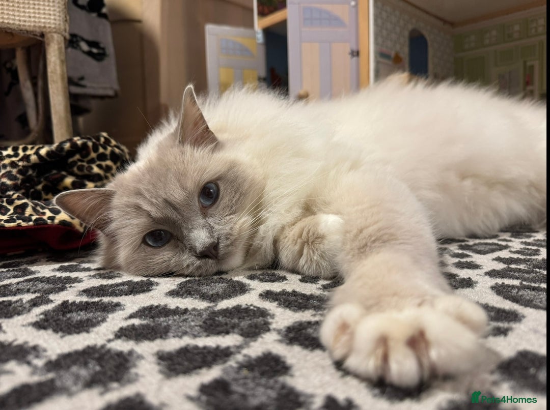 Ragdoll cats for sale: Gorgeous lilac Ragdoll male  - Image 3