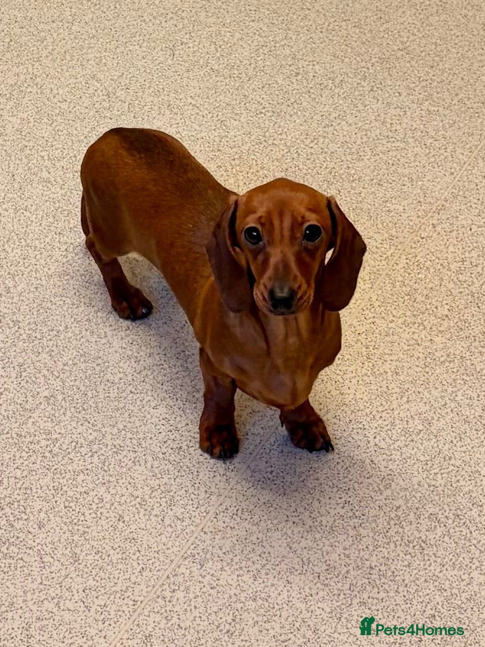 Miniature Dachshund dogs 1 Adult Smooth Haired Miniature Dachshund  - Advert 15