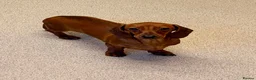 Miniature Dachshund dogs for sale: 2 Adult Smooth Haired Miniature Dachshund  - Advert 8