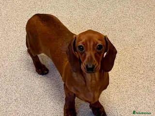 Miniature Dachshund dogs 1 Adult Smooth Haired Miniature Dachshund - Advert 15