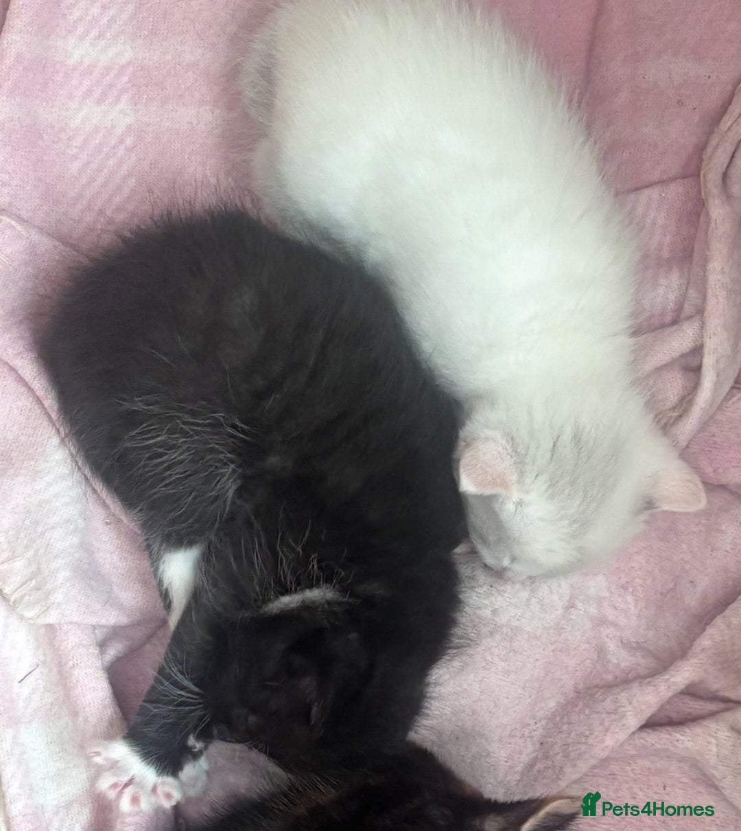 Mixed Breed cats for sale: Mixed breed kitten. Part Ragdoll - Advert 3