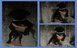 Cane Corso dogs for sale: Chunky blue cane corso pups - Image 7